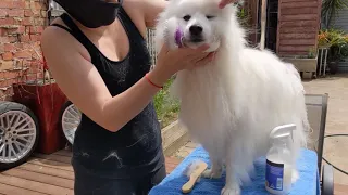 Grooming a Japanese Spitz - Step 1: Pin Brush