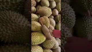 Asli Ngakak Durian Tampa Biji #shorts #kocak