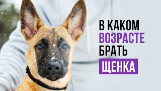 В каком возрасте лучше брать щенка у заводчика.