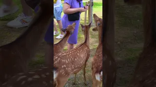 🌳 Sacred Nara Deer | Niborioji-Nara and Nara Parks 🌳  #travel #japan #discoverjapan #nara #explore