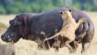 The hippopotamus and the lion  / Animal World