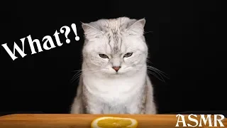 АСМР Котэ Дегустатор 😻🍋🍗 ASMR Cat Reviewing Different Food 🐾🐈🍉