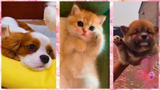 Милые и забавные животные ТикТок/Смешные коты/Chó Phốc Sóc Mini/Cute kittens, puppies Funny TikTok#6