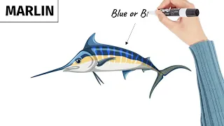 Marlin vs Swordfish | Are Marlin & Swordfish The Same? | Fishing Facts