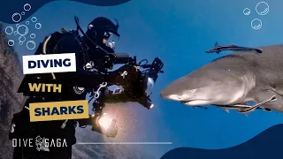 Everything about Diving with SHARKS