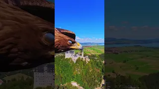 POV- an eagle steals your camera 👁  Shot with Insta360 GO 2#Insta360GO2