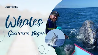 Unforgettable Whale Encounter in Guerrero Negro | Baja Overland Adventure