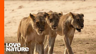 MK Lion Pride Prepares for Invasion as Conflict Escalates | Love Nature