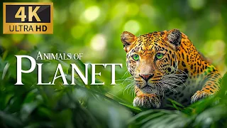 Animals of Planet 4K 🐾 Discovery Relaxation Film with Calm Relaxing Music & Nature Video