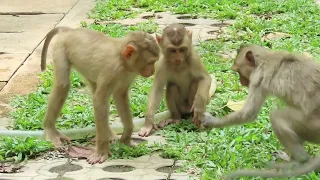 Adorable Leo Lucy and Adorn #animals #viral #music #motivation #monkey