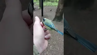 Ещё немного о ручной лазоревке / A little more about the tame tit