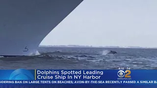 Dolphins Spotted Leading Cruise Ship Into NY Harbor