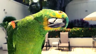 O PAPAGAIO MAIS LINDO DO BRASIL - OLHA COMO ELE FICA 🐥😍