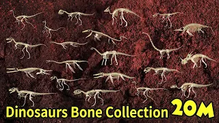 Study dinosaur bone fossils | dinosaur bone collection | What did the dinosaurs eat? | 공룡의 뼈 화석 모음집2