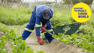 Food Security and Agriculture in Africa Post COVID-19 | LSE Online Event