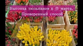 Выгонка тюльпанов к 8 марта. Проверенный способ