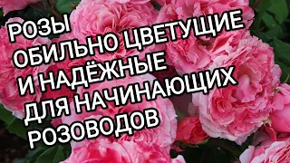 СОРТА РОЗ  ОБИЛЬНО ЦВЕТУЩИЕ И НАДЕЖНЫЕ ДЛЯ НАЧИНАЮЩИХ РОЗОВОДОВ.🌹🌹🌹👍👍👍👍