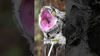 Potoo | Camouflage Master #shorts #viral