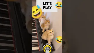 😹 KITTENS  PLAY !!! 😂  #animals #cats #funnycats #pets #funnypetvideos