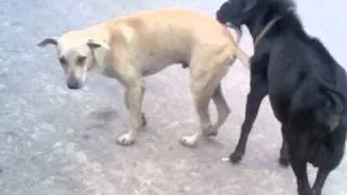 Dog get fucked by goat