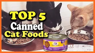 ✅Top 5 Best Canned Cat Foods of 2022