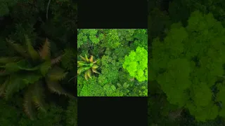 Amazon in 4k The Worlds Largest Tropical Rainforest - Aerial Drone - Scenic Relaxation Film part283