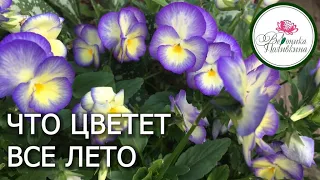 ЧТО ЦВЕТЕТ ПОЧТИ ВСЕ ЛЕТО