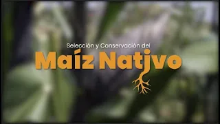 Selección y conservación del maíz nativo.