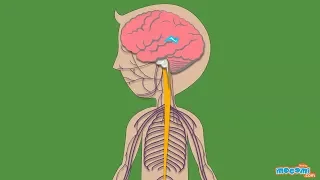 The Nervous System - Human Body Parts | Science for Kids | Educational Videos by Mocomi