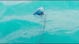 DEADLY JELLY - Face To Face With A  Portuguese Man O’ War! GoPro Hero 10