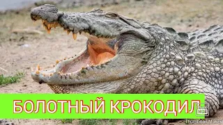 Болотный крокодил Магер - Энциклопедия мира - выпуск #1