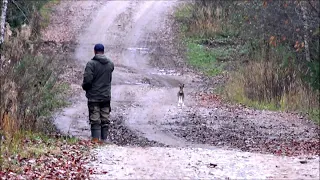 ''Золотое кольцо'' Кострома РГ Аргон ВПКОС 6351/22  д.р. 26.05.2019 г. вл. Шатров В.А.