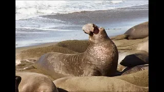 Elephant Seals Breeding, San Simeon, CA~1.22.19