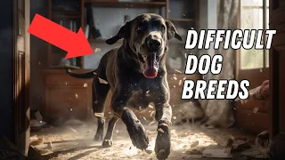 10 Worst Dog Breeds for First Time Owners *Difficult Dogs*