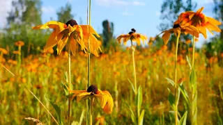 Healing birdsong in a flower meadow  Sounds of nature for healing the body