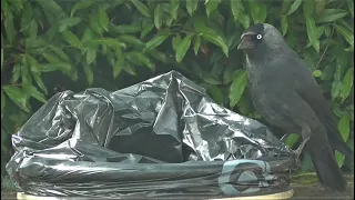 Jackdaw intelligence for retrieving food.