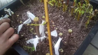 Kiwi Cuttings Now Rooted Potted Part 2