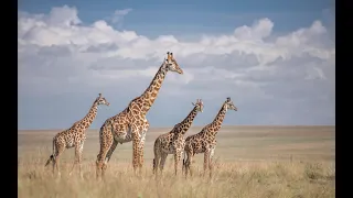 Wildlife photography: Buffalo, giraffe and elephant in the Masai Mara