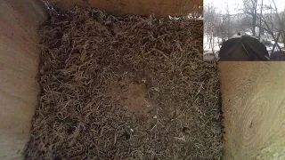 Great tit's nest box live / Гнездо большой синицы (parus major)