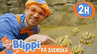 Blippi matar och leker med djur på zoo | @BlippiSvenska | Pedagogiska videor för barn