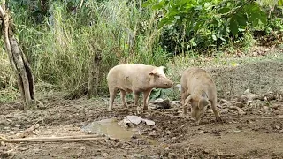 Pig Natural Breeding