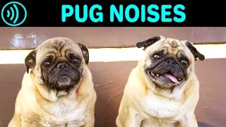 PUG NOISES - Barking, Screaming, Groaning, Breathing, Yelling Sounds and Sound Effect of a Pug Dog