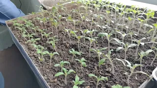 Нужно ли удобрять рассаду в начале роста. Работает ли микориза на томатах.