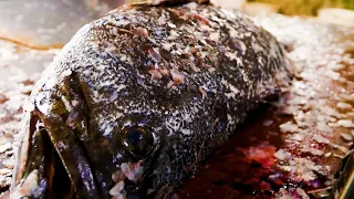 驚人切割技術！21公斤重的巨大體型龍膽石斑｜海鮮 Seafood｜Taiwan Food