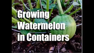 Growing Watermelon in Containers - 3 Tips // Growing Large Veggies/Fruit in Containers #2