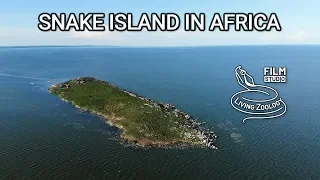 Snake island in Africa - Musambwa island with deadly Forest cobras