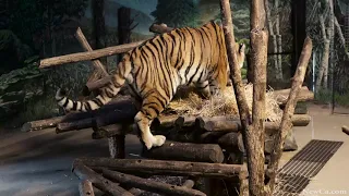 🐯 Meet “Vasili” and “Kira” at the Toronto Zoo's Amur Tiger Exhibit 🐻🌳🦧 2018 (4K)