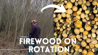 Short Rotation Willow Coppice - 8 Years In