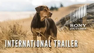 A Dog's Way Home | International Trailer | Now In Cinemas