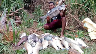 Wow! Super big fish 🐟 hunting with net fishing 🐟|fishing of Sri Lanka 🇱🇰